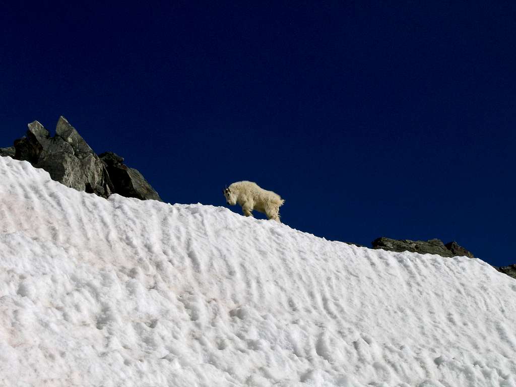 Mountain goat on Kelso Ridge