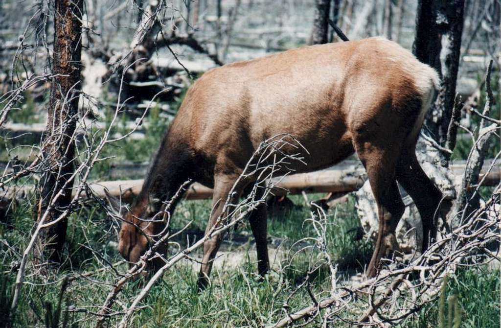 Grazing Elk