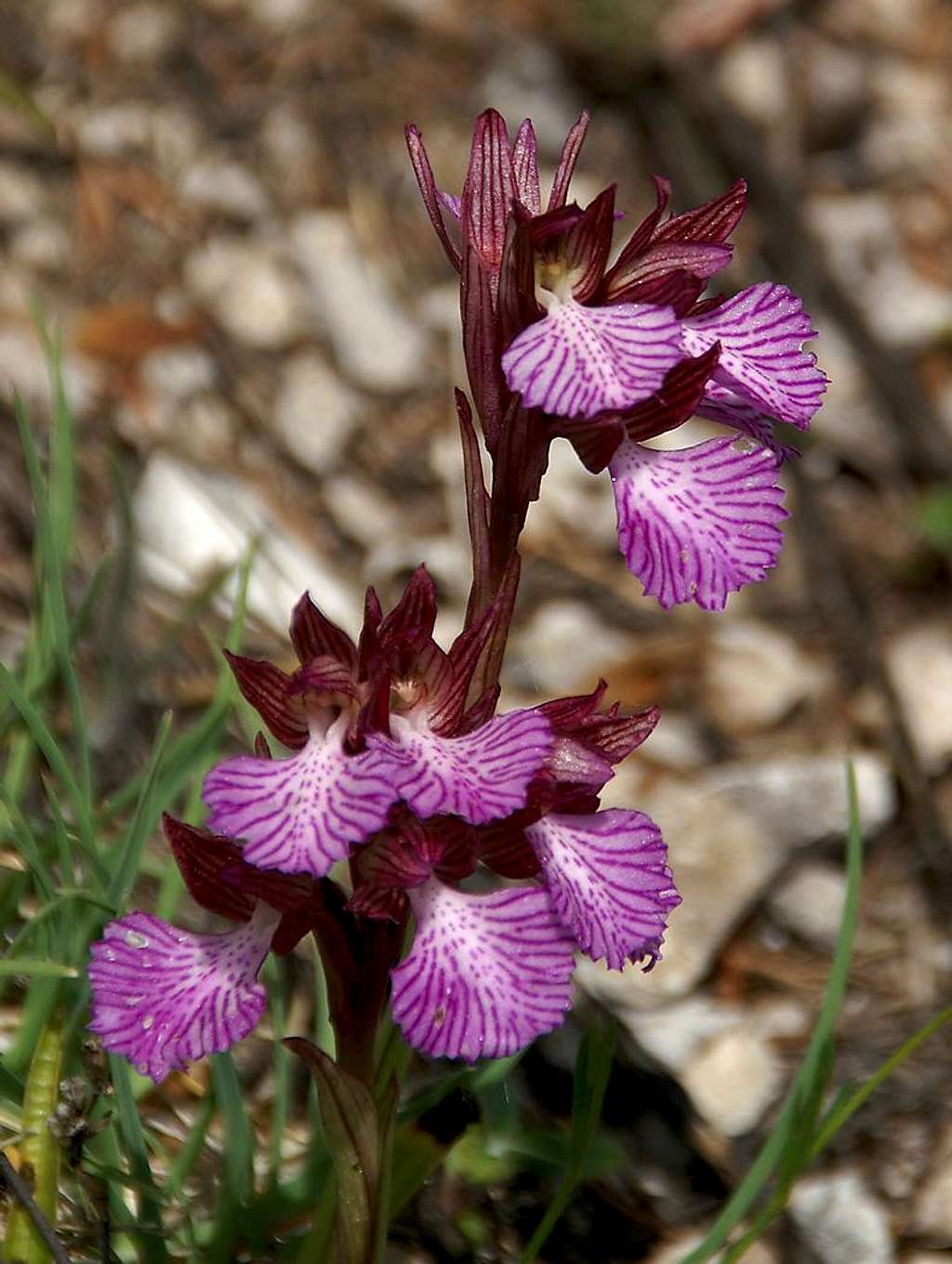 Orchis Papilonacea