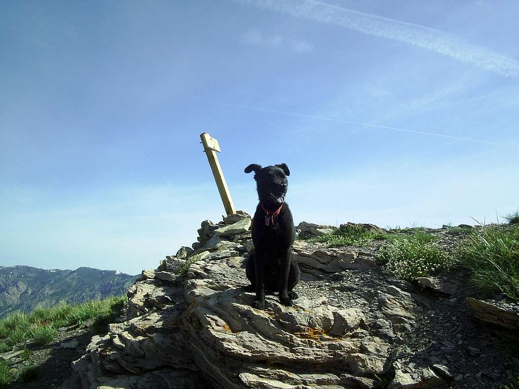 Summit Dog