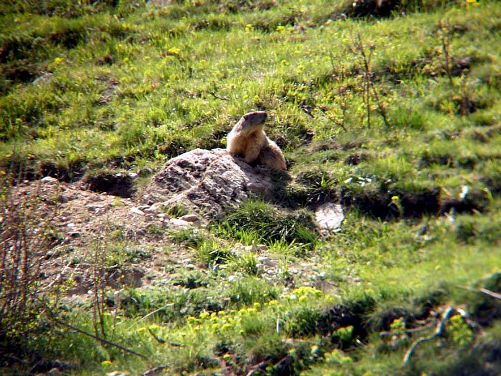 A marmot in Val di Rhemes