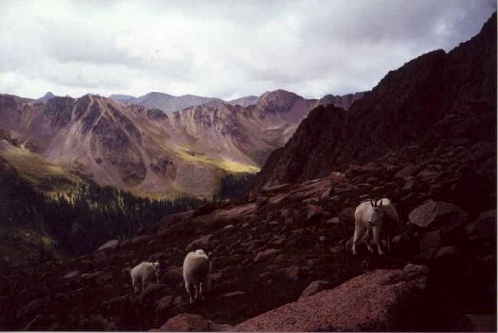 Mountain goats on lower...