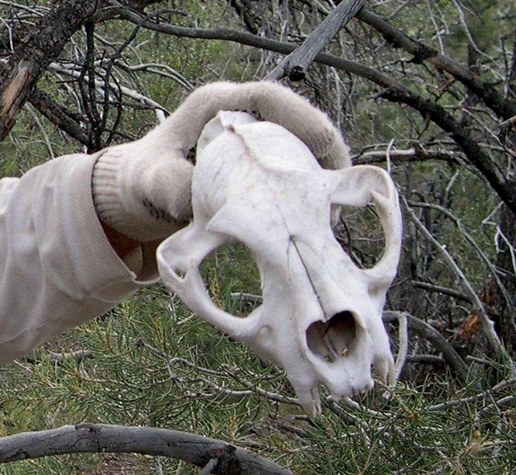 lion-skull1