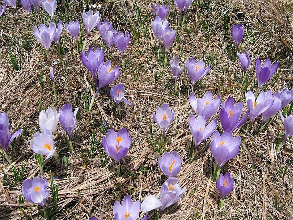 Mrazovac flowers