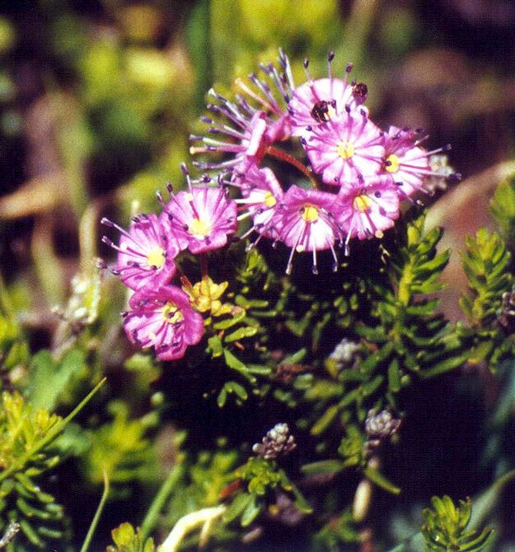 Red Mountain Heather