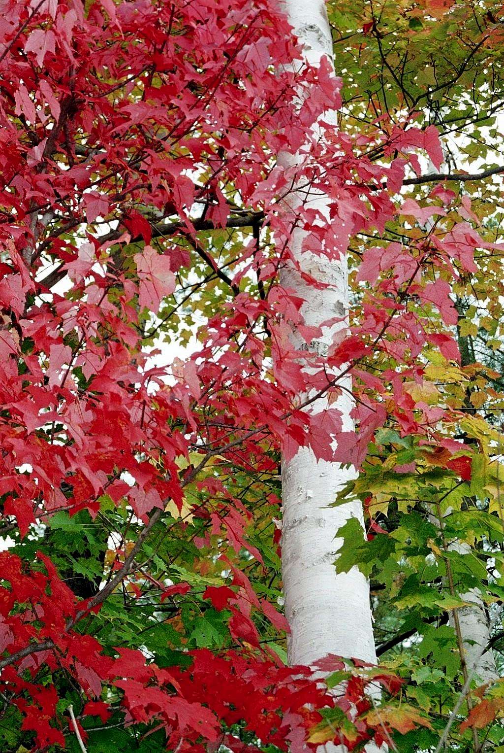 Red Maple and Birch