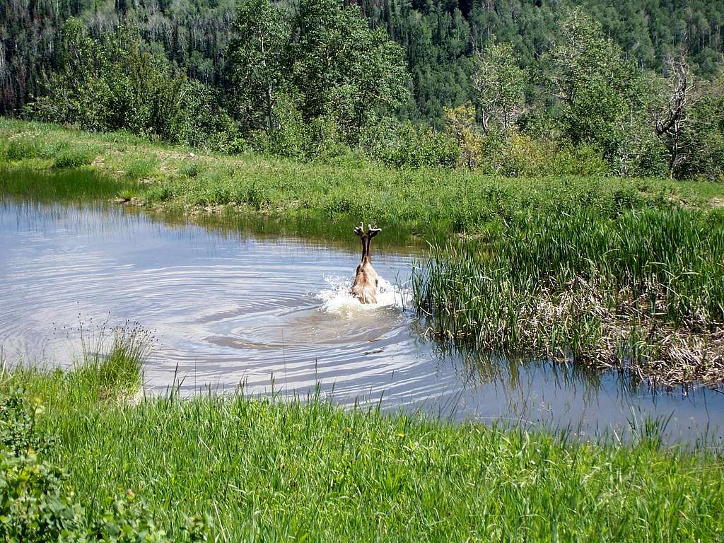 Elk splashing in a pond