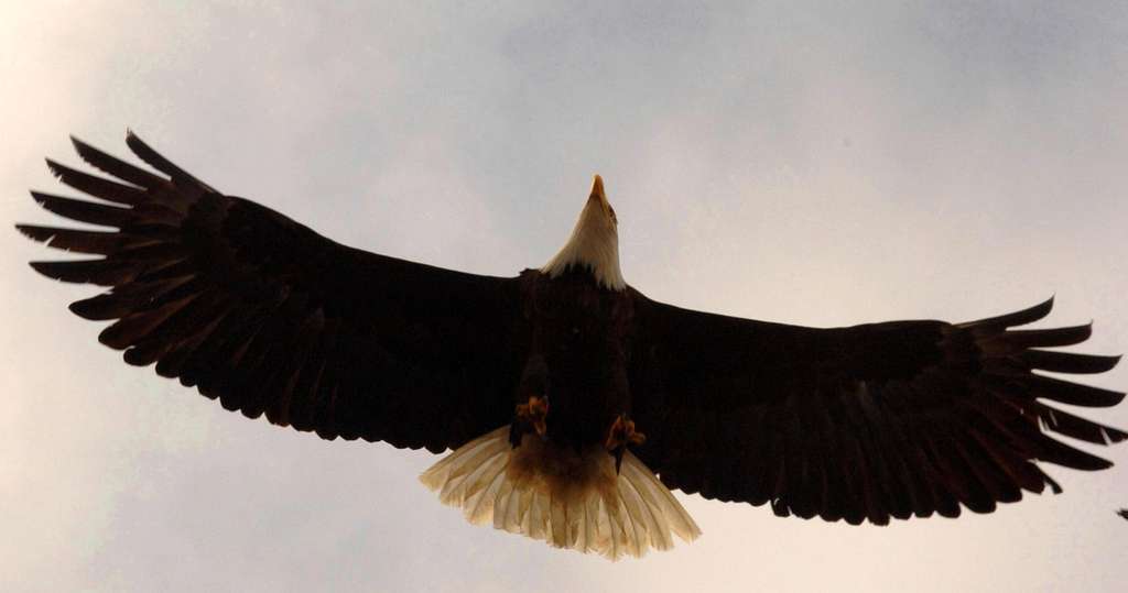 Chugach Eagle