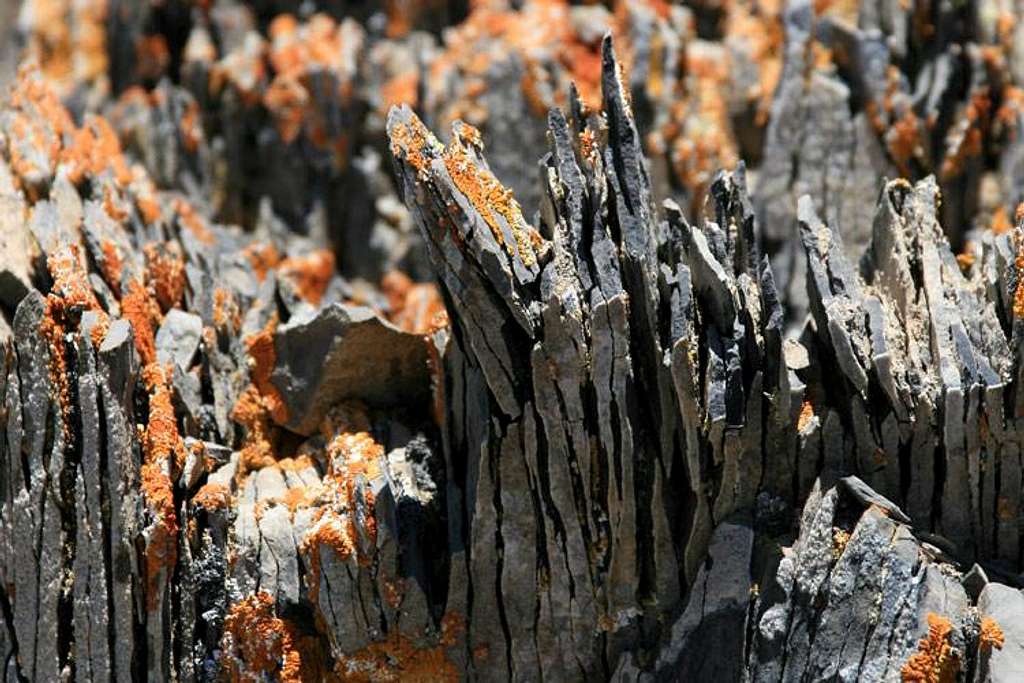 Interesting lichen . . .