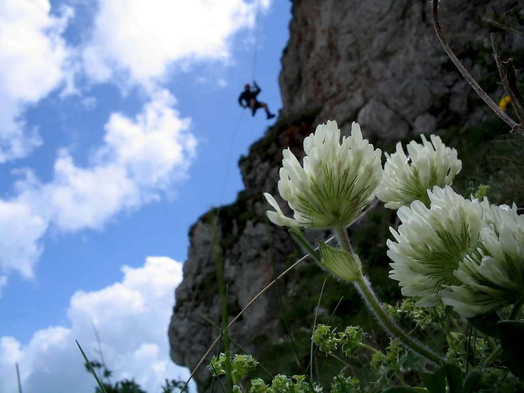 Flowers and Climber