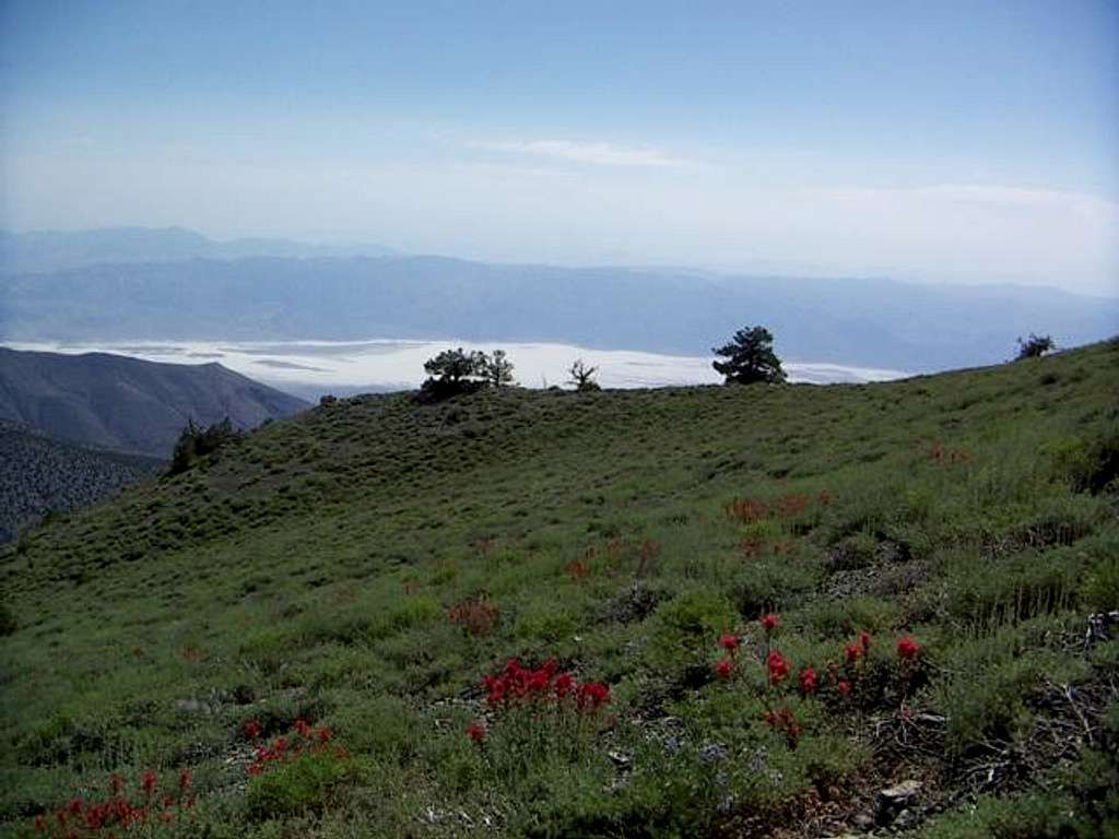 Telescope Peak trail