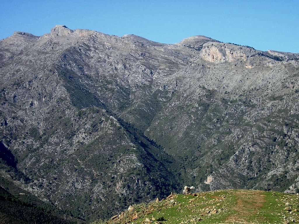 Sheep on the Sierra de las Nieves