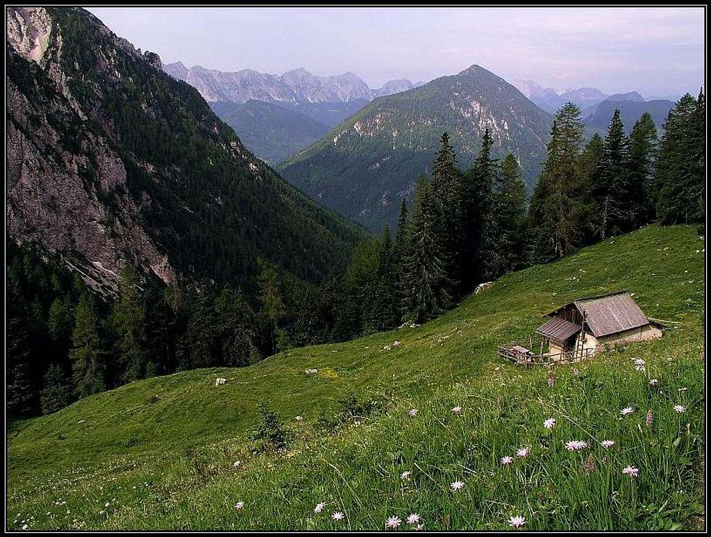 Jagoutz alpine meadow