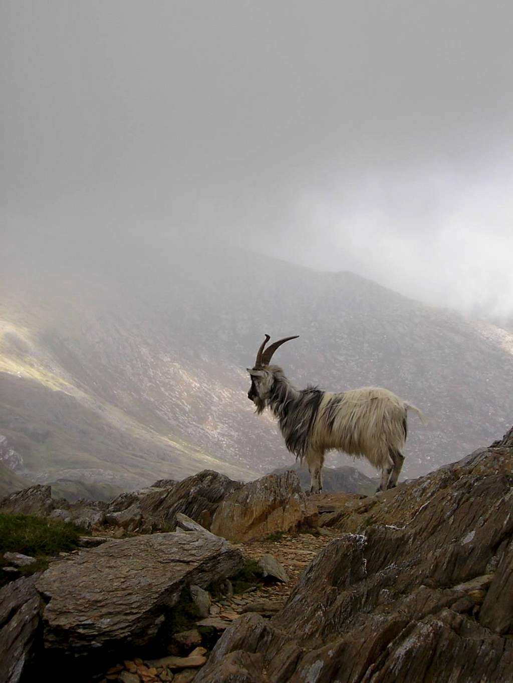 Goat on Snowdon