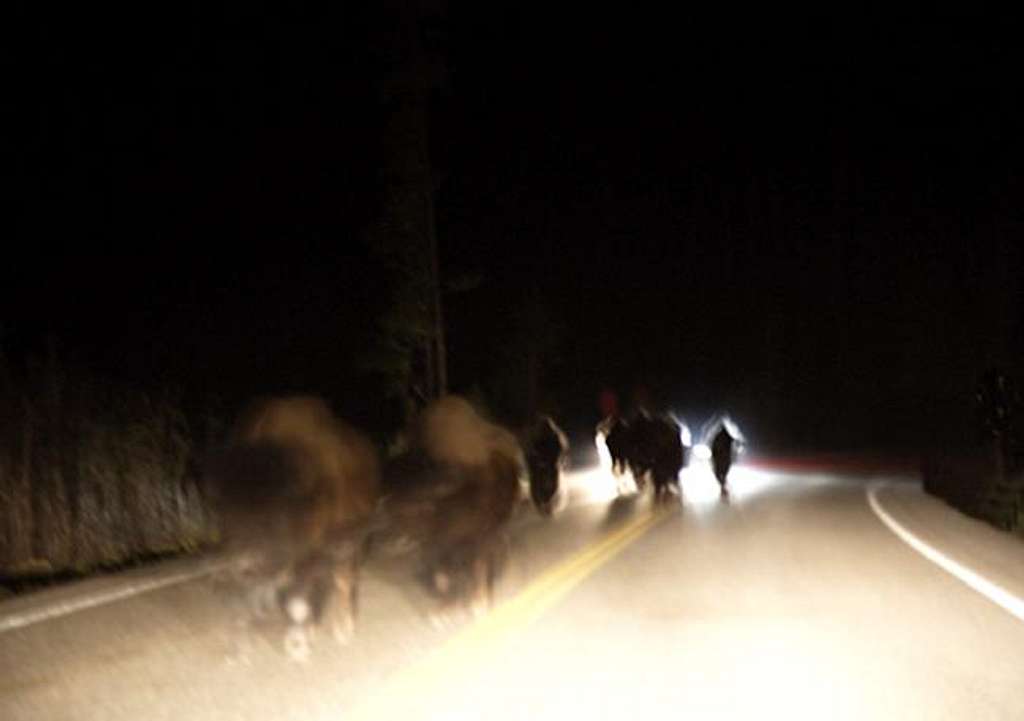 Yellowstone Night Bison