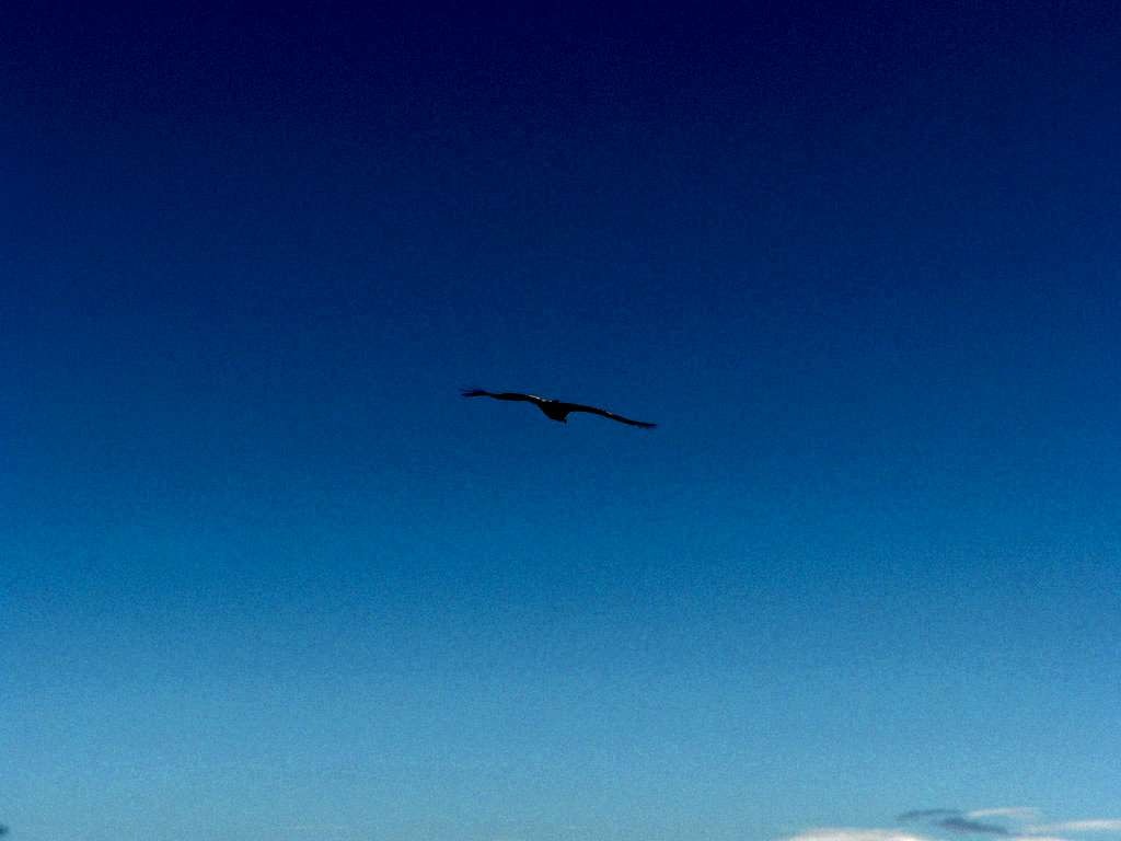 Eagle dominating sky