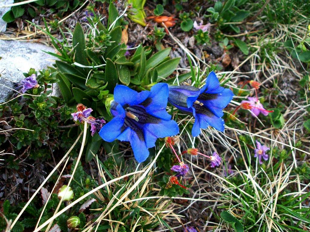 Tipic flora in Julian Alps