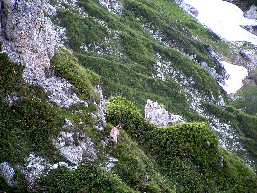 A chamois in his typical habitat