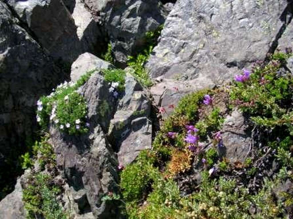 Flowers on Mt Ellinor