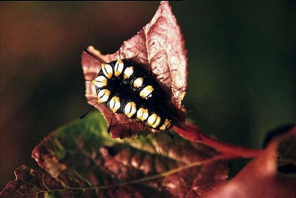 Selkirk Catarpillar