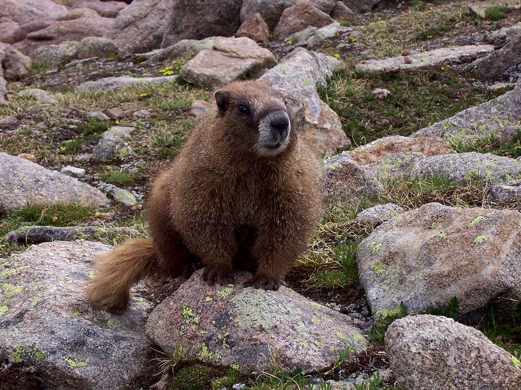 Marmot