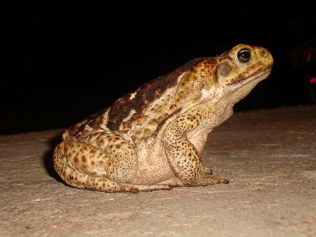 Sapo Martelo ( Hammer Frog )