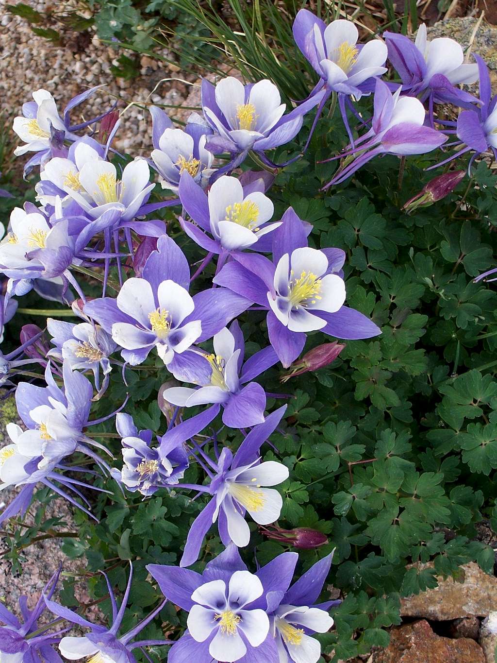 Columbines