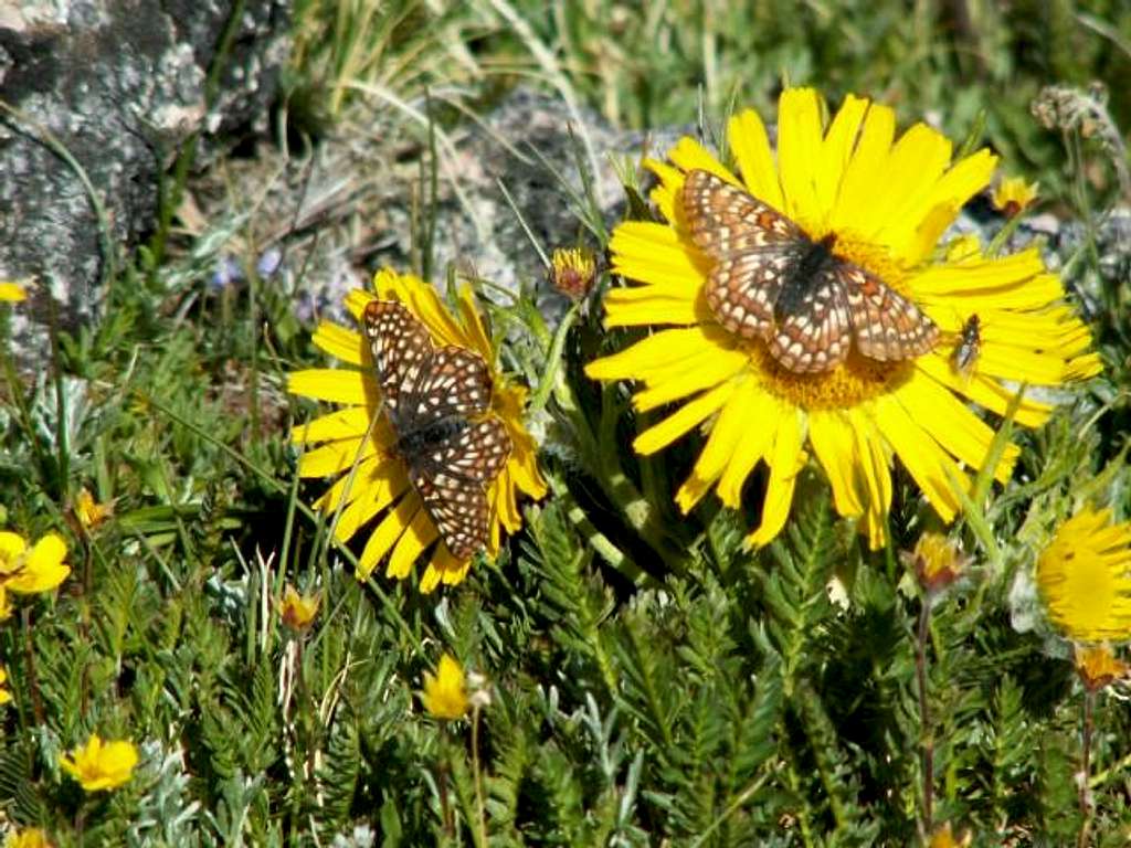 Mount Jackson wildlife