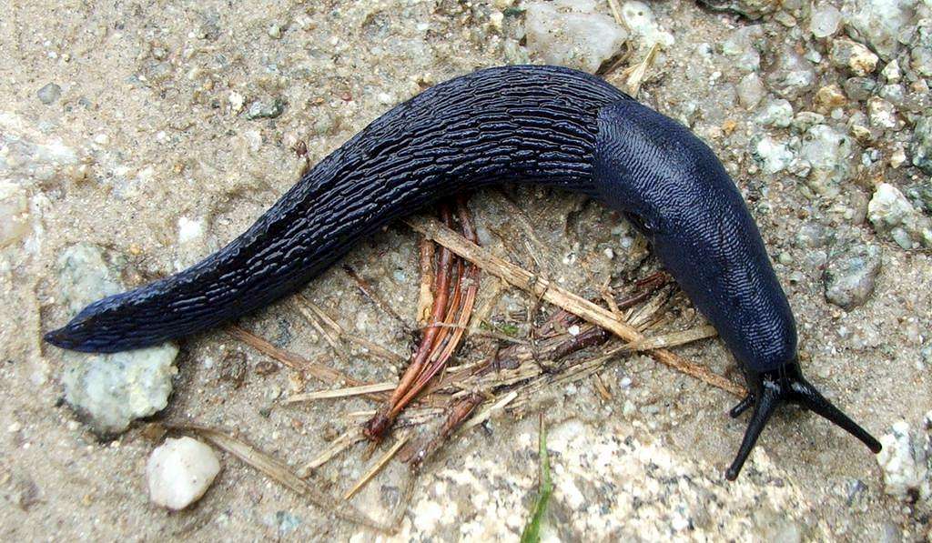 Slug with interesting color