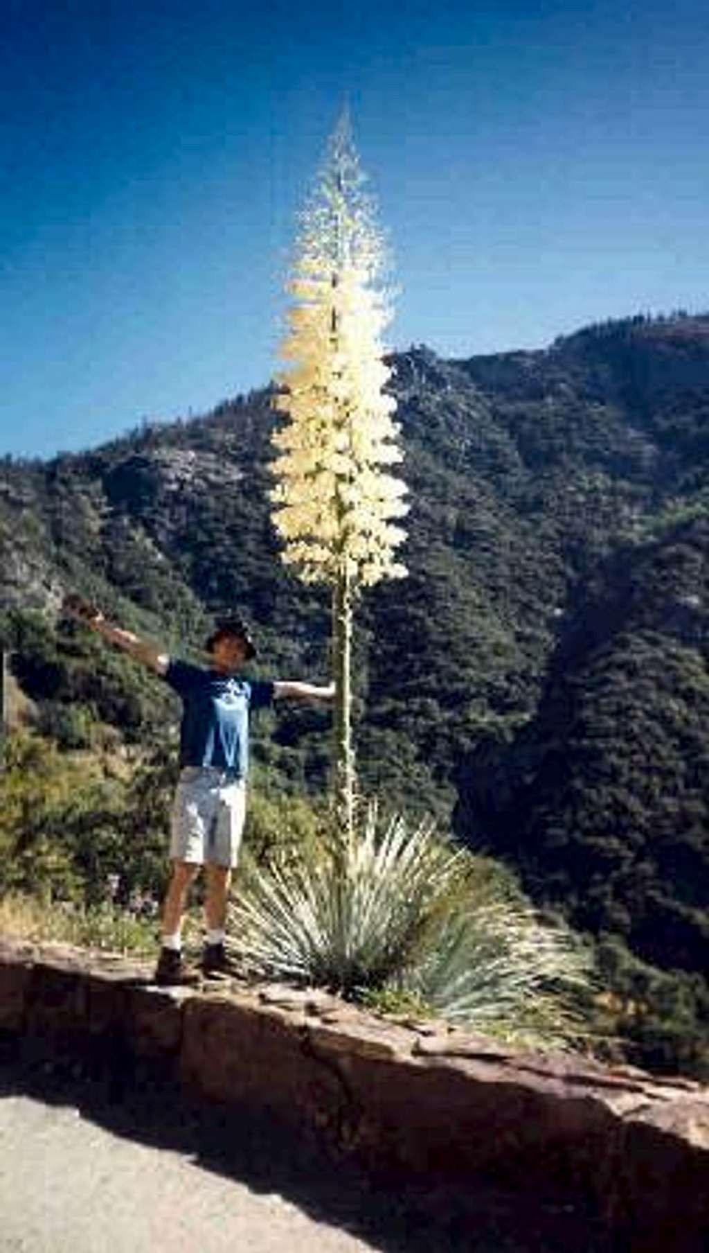 Yucca - the largest flower in the Sierra?