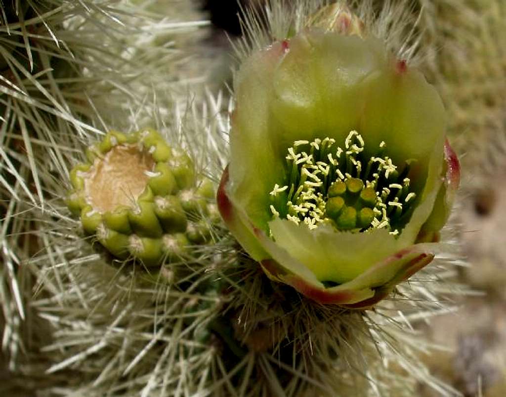 Cholla Cactus Flower