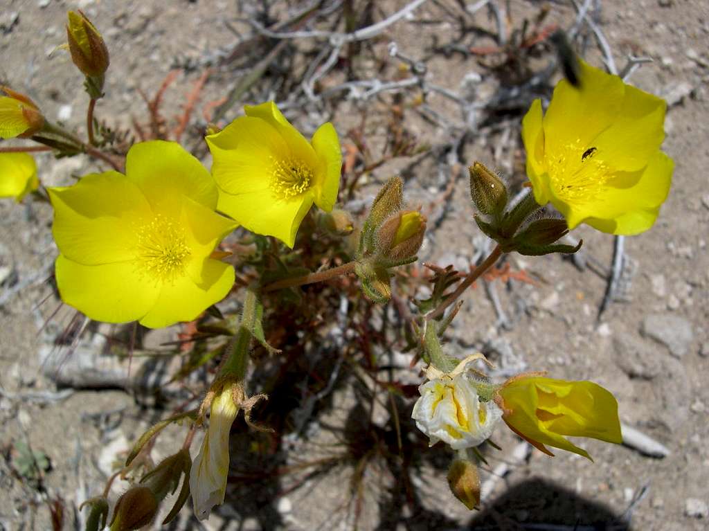 Mojave Wildflower