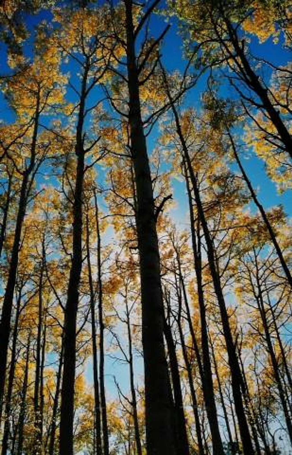 Backlit Aspen