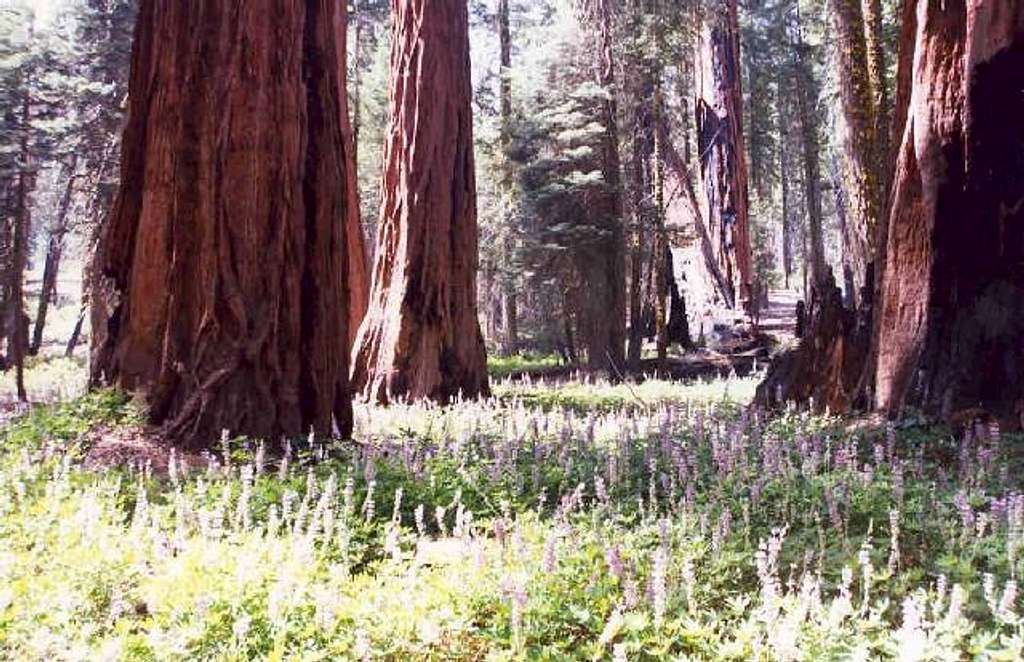 Sequoias and Lupine