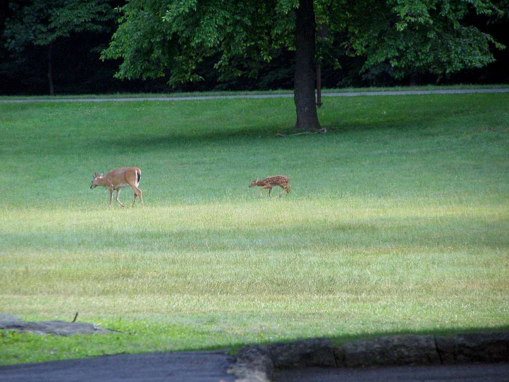 Deer at the Visitors Center