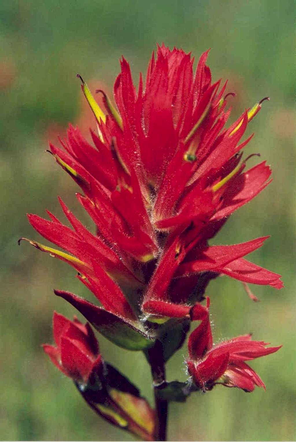 Scarlet Paintbrush (Castilleja miniata)