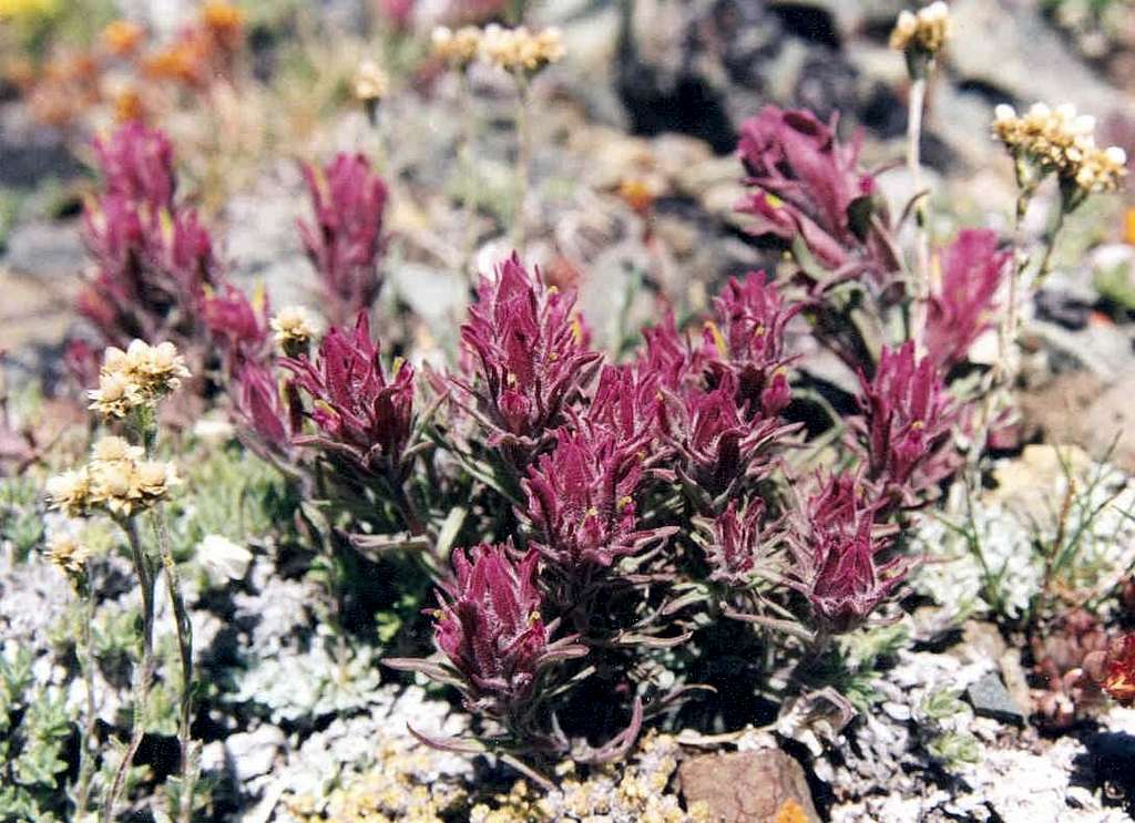 Purple Alpine Paintbrush (Castilleja rubida)