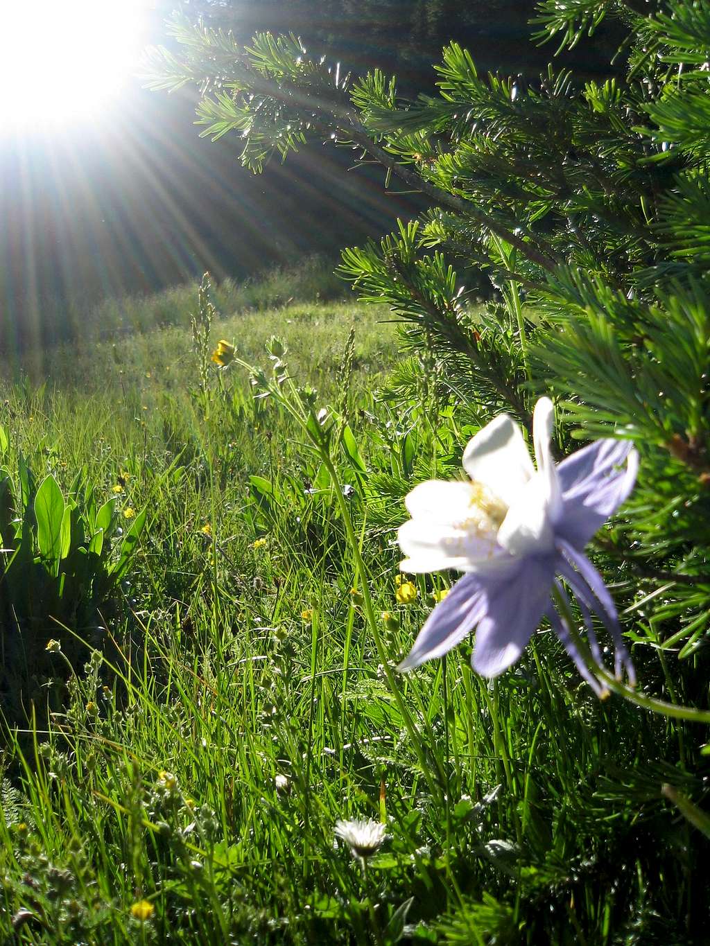 Morning flower en route to Sunlight