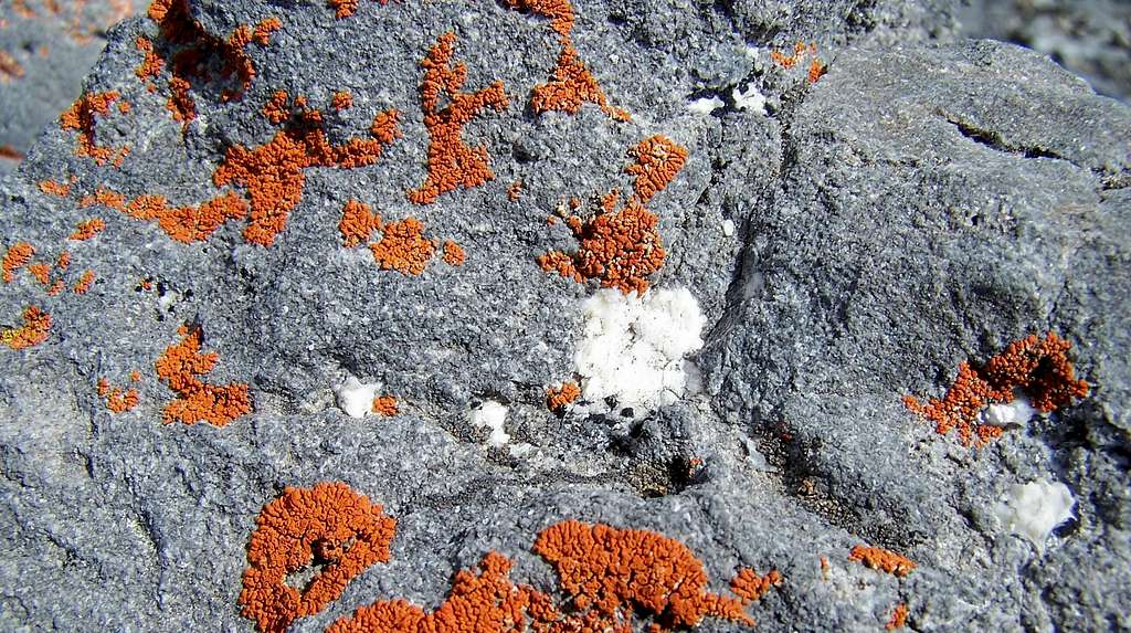 Orange Lichens, On the path to Borah Pk