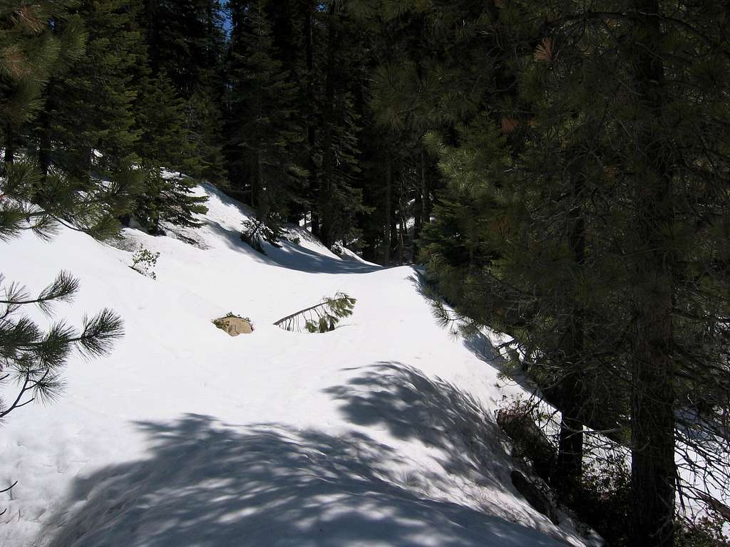 Sequoia April 2005