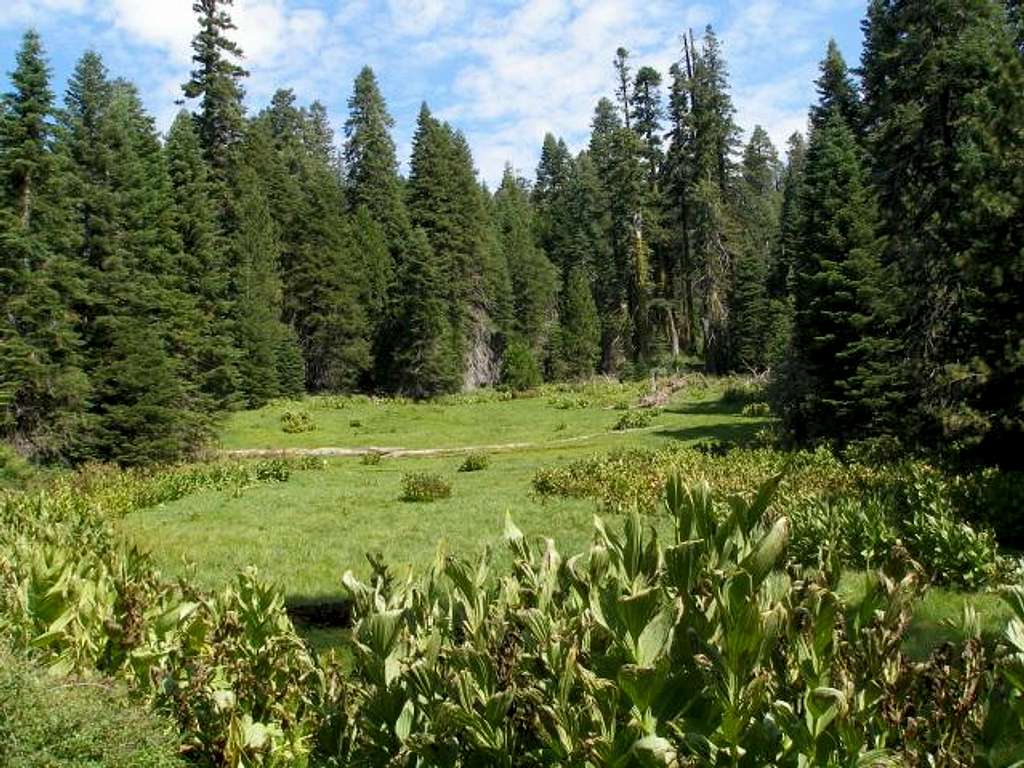 Bone Meadow near Mule Peak