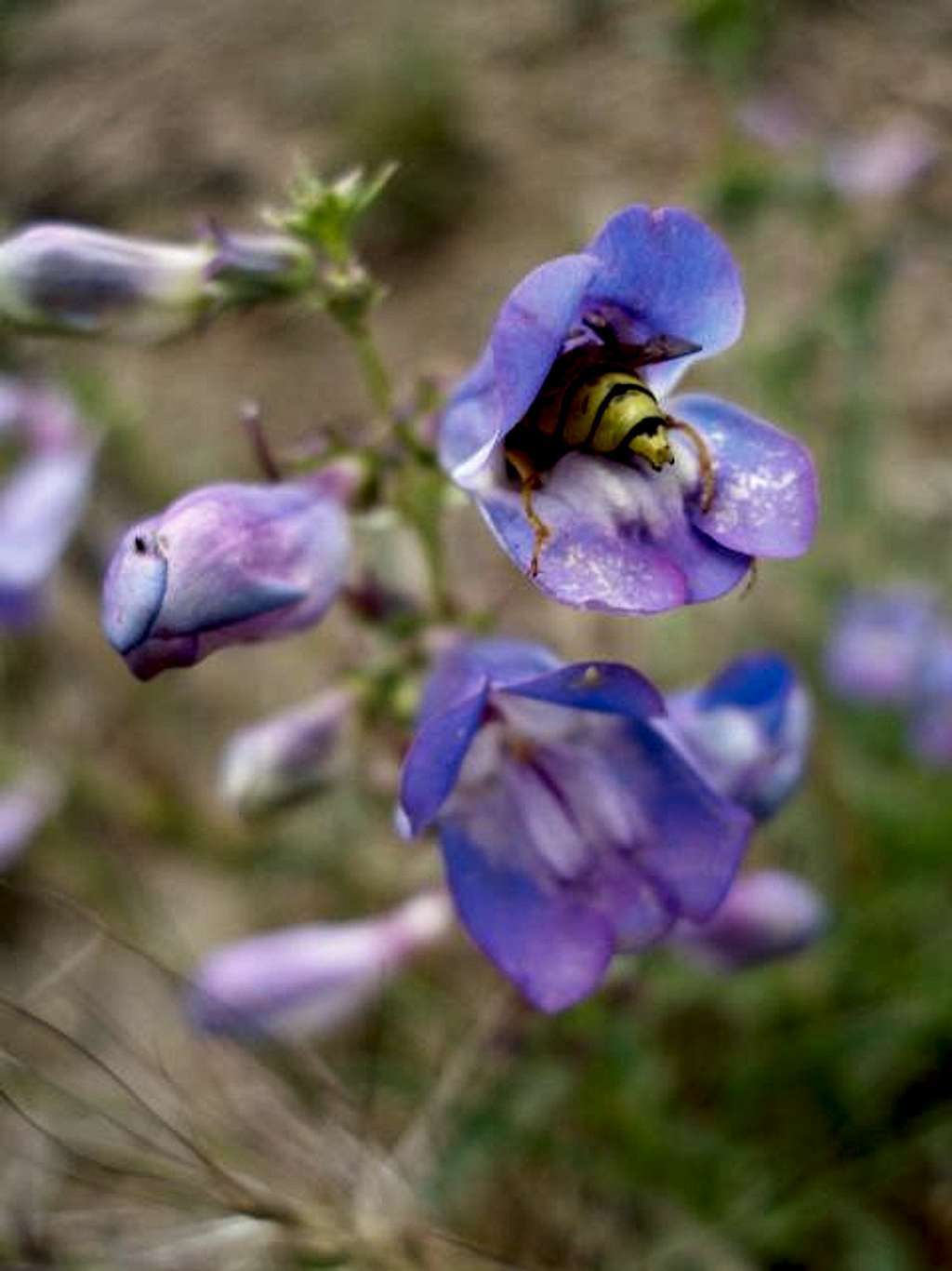Blue Penstemon and a bee