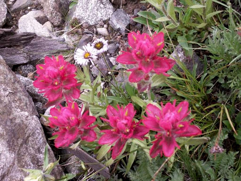 Flowers near Gray's