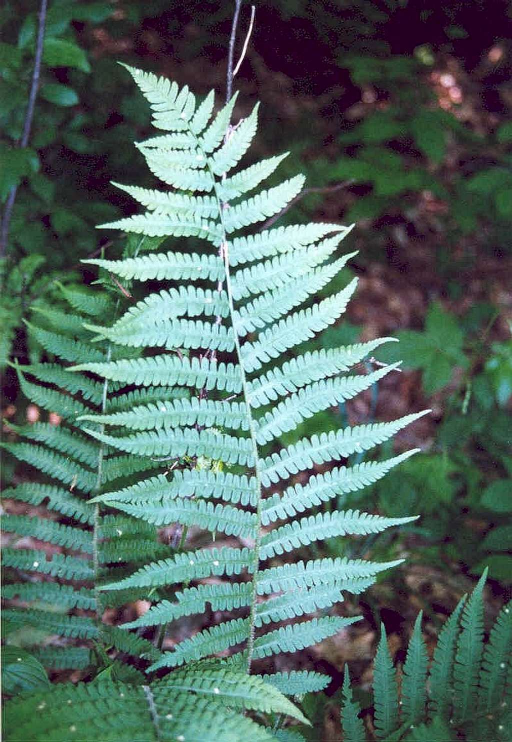 Silvery Glade Fern (Deparia acrostichoides)