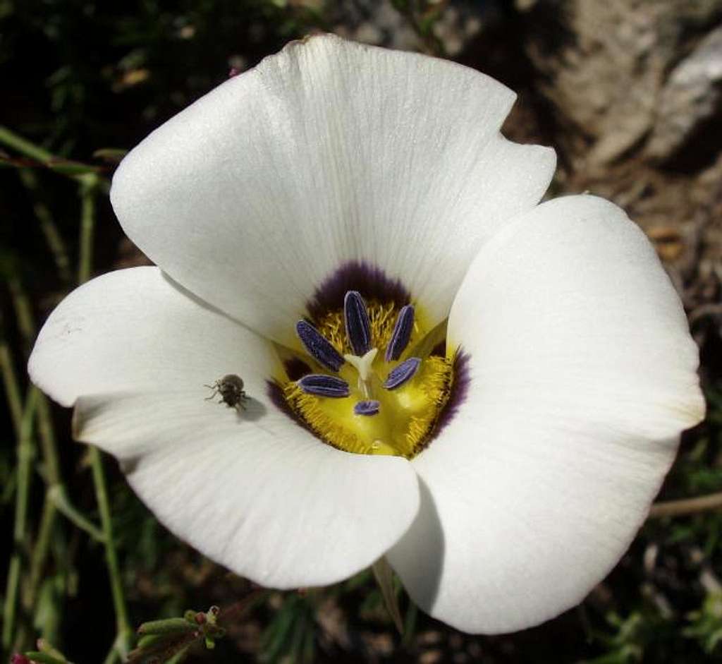 Mariposa Lily