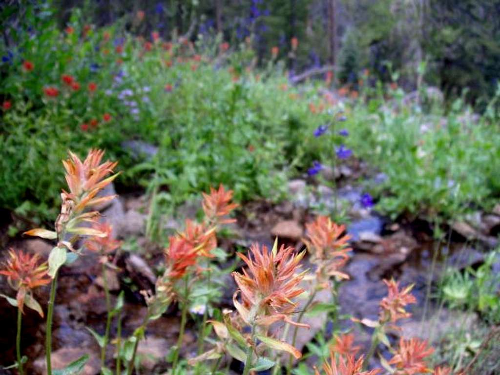 Indian Paintbrush and Larkspur