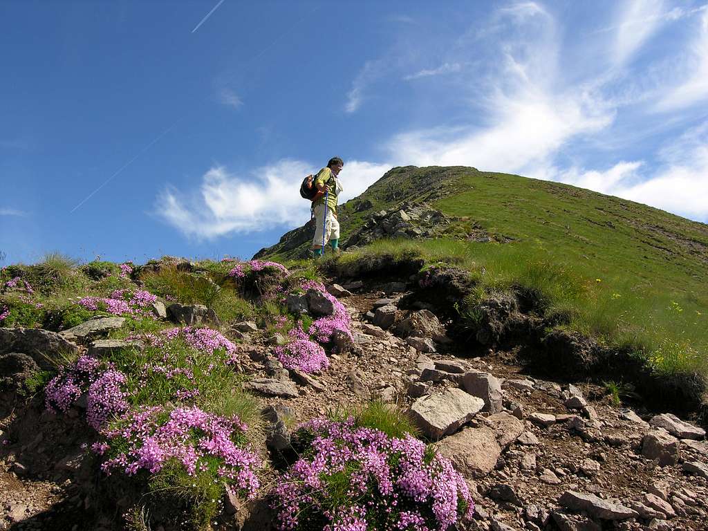 Monte Ziolera and summer's flowers