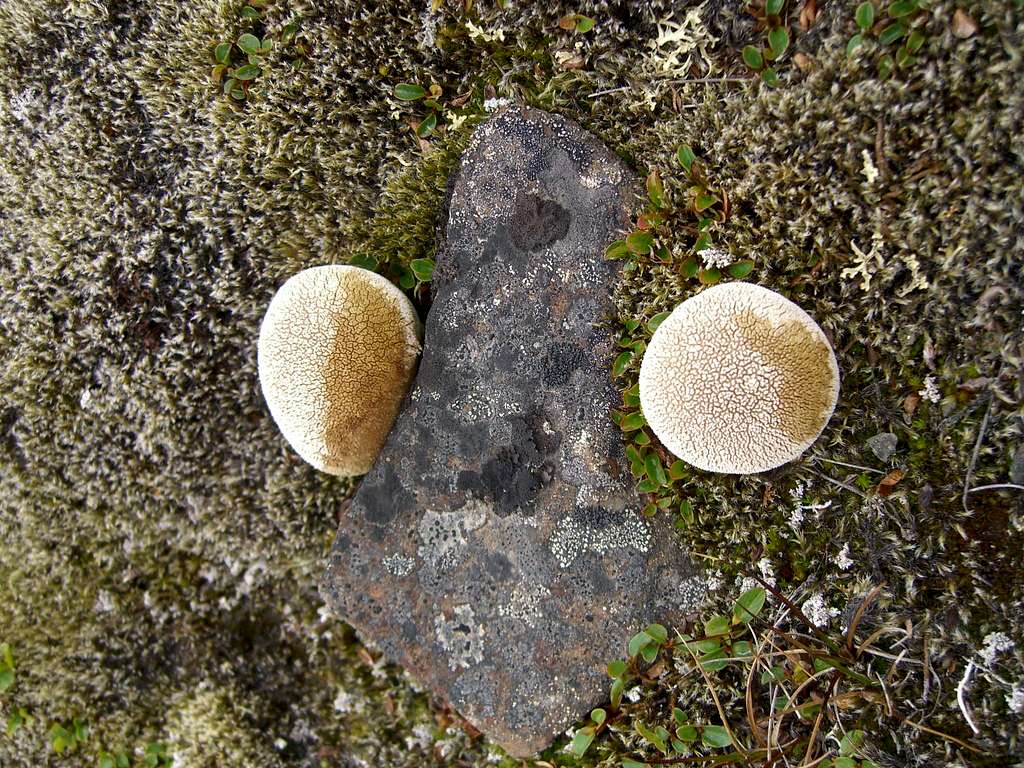 Who's lookin' at you? Lycoperdon on plateau above Nybyen