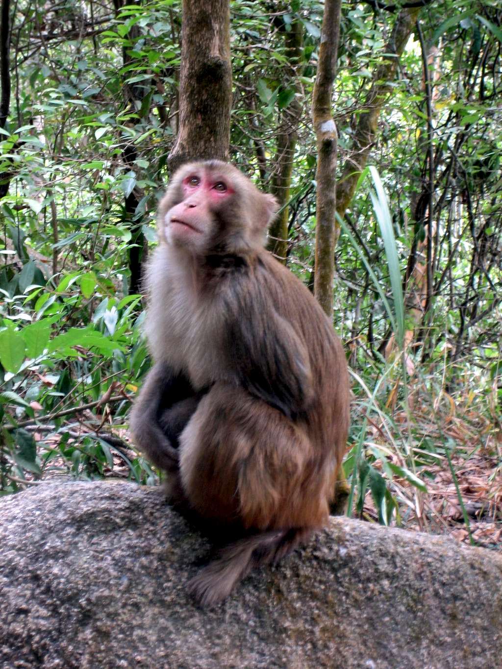 Monkey near Lion Rock, Hong Kong