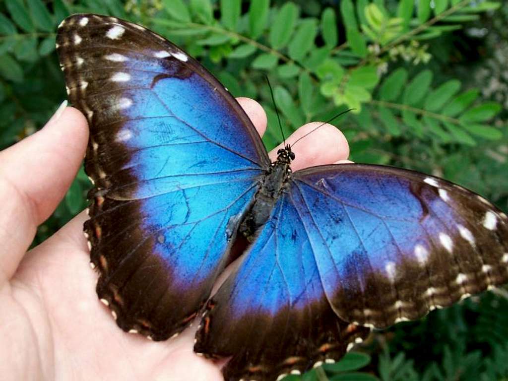 Common Blue Morpho